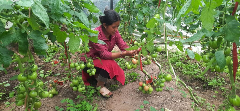 tomato harvest